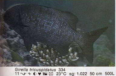 Girella tricuspidatus